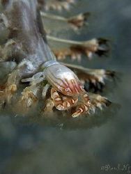 Enjoying resting on broken sea pen.  by Paul Ng 
